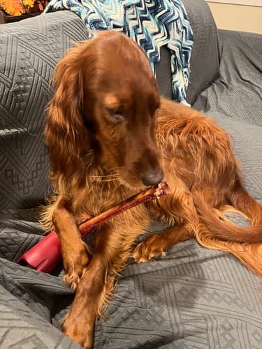 Customer photo review of 12 Inch Monster Bully Stick