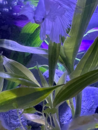 Customer photo review of Super White Dumbo Ear Halfmoon Male Betta Fish