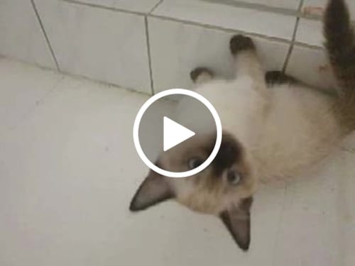 Customer video review of Riecht wie ARABIANS TONKA