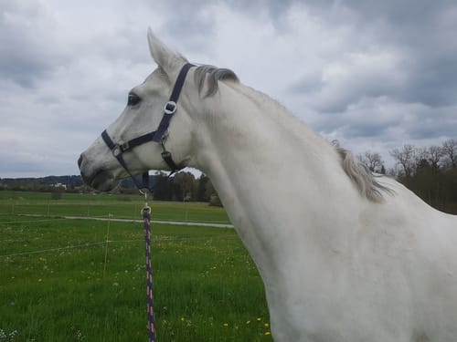 Customer photo review of Strotonin Horse Support