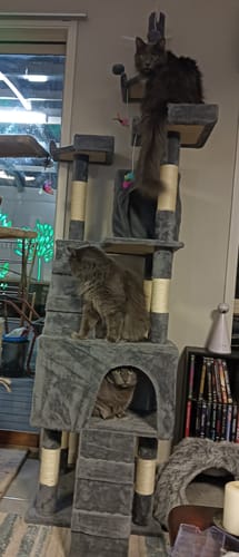Customer photo review of PaWz Cat Tree Scratcher Playground 210cm