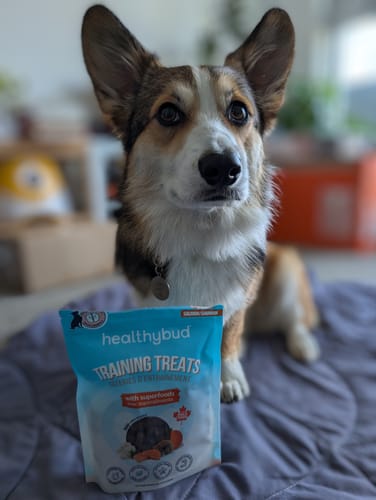 Customer photo review of Salmon Mini Training Treats