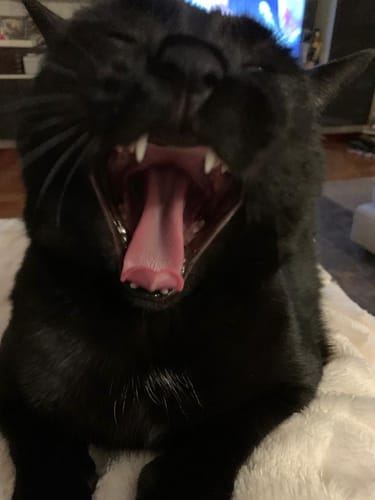 Customer photo review of Abbonamento gatto formula Anatra e Mirtilli