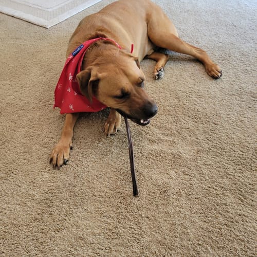 Customer photo review of 12 Inch Beef Jerky Stick
