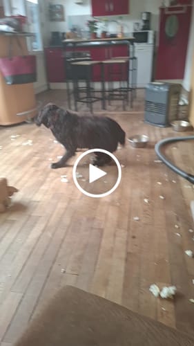 Customer video review of Collier Anti Aboiement PuppySafe