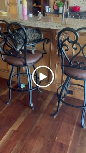 undefined review of TURBO TAIL 2.0 image 1 out of 1