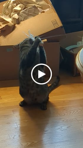 Customer video review of Replacement Wire + Base (for Interactive Bird Simulation Cat Toy)