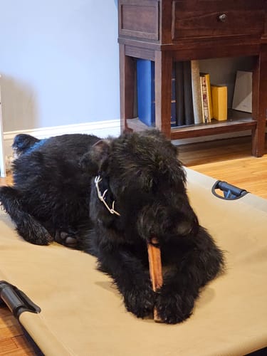 Customer photo review of 12 Inch Monster Bully Stick