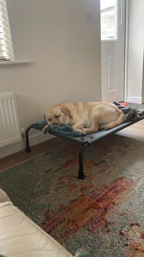 Customer photo review of HiK9 Bed with Olive Mesh Cover
