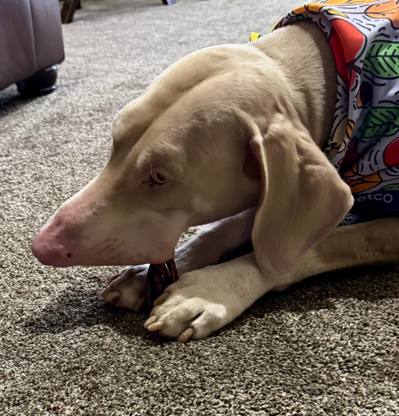 Customer photo review of 12" Braided Gullet Sticks For Dogs
