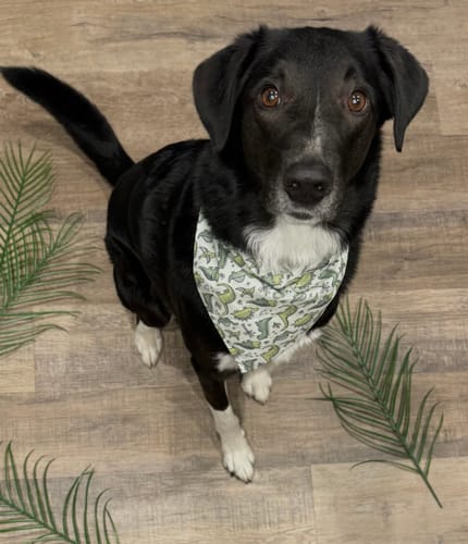 Customer photo review of Green Dinosaur Dog Bandana