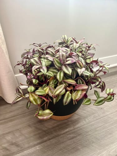 Customer photo review of Plant Food