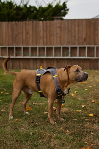 Customer photo review of FIDA No Pull Harness