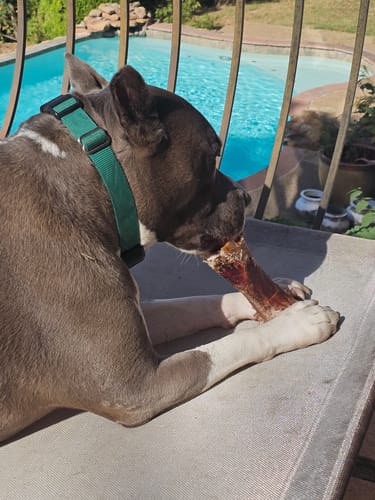 Customer photo review of Smoked Beef Marrow Bone