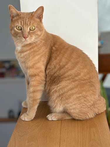 Customer photo review of Crocchette gatto formula Anatra e Mirtilli