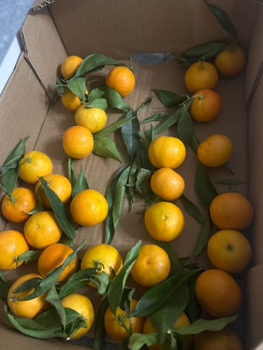 Audrey S. review of Clémentines Bio - Origine Corse image 1 out of 1