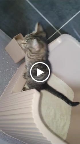Customer video review of Michu Wonder Litter - Plant-Based & Automatic-Box Friendly 2.5kg/6L