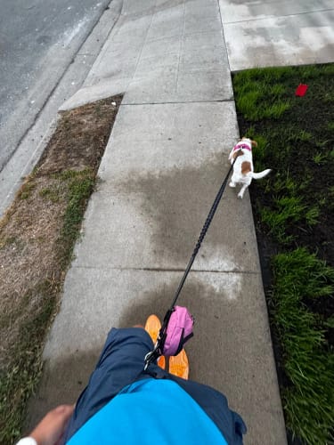 Customer photo review of Hands Free - Handfreie Hundeleine