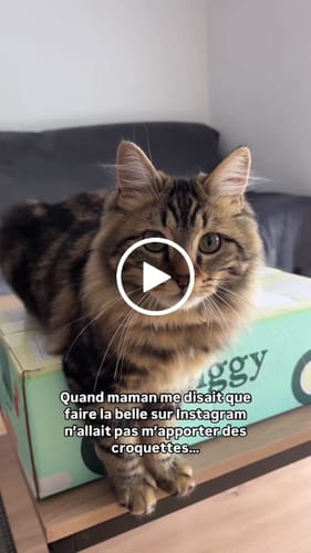 Avis vidéo d'un client sur Coffret Découverte Chaton - 1kg Croquettes + 8 Pâtées + 3 probiotiques