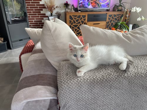 Avis photo d'un client sur Pâtée Chaton Sans Céréales - Truite
