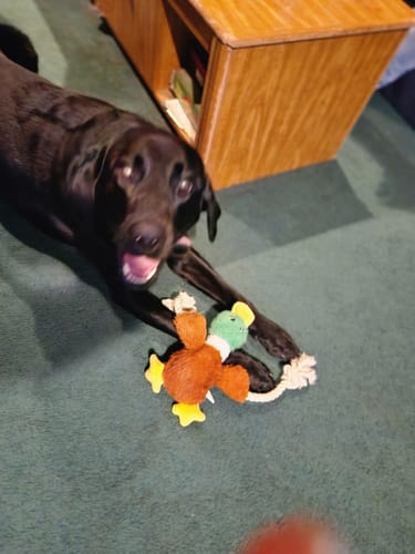 Customer photo review of FIDA Plush Squeaky Duck Dog Rope Toy