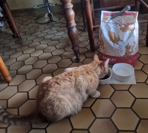 Avis photo d'un client sur Croquettes Chaton Sans Céréales - Poulet & Huile de Saumon
