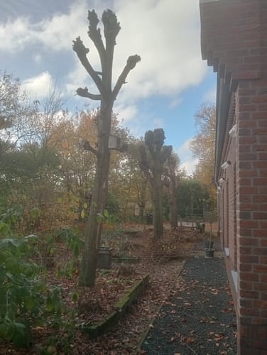Customer photo review of NovarGarden® Telescopische Kettingzaag - Incl. Koffer & 2 Accu's