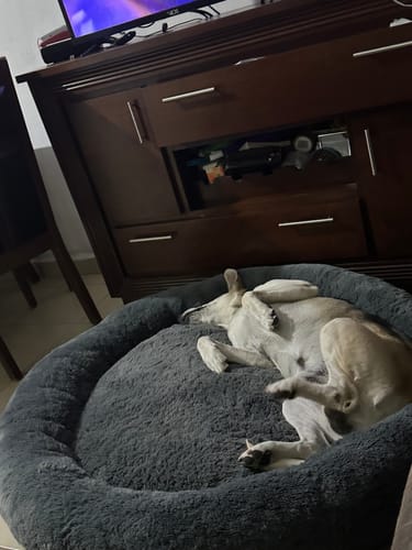 Customer photo review of Cama Antiestrés Para Perros