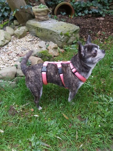 Customer photo review of Premium Sicherheitsgeschirr gepolstert, Panikgeschirr