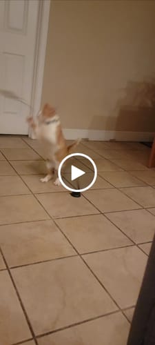 Customer video review of Interactive Bird Simulation Cat Toy Set | Leo's Paw