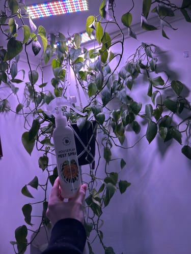 Customer photo review of Houseplant Pest Spray