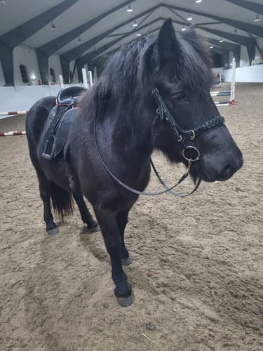 Customer photo review of Odessa bonita Multi Bridle with padded noseband - MASEGO bit to bitless system