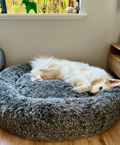 Customer photo review of PaWz Premium Calming Pet Bed with Removable Cover
