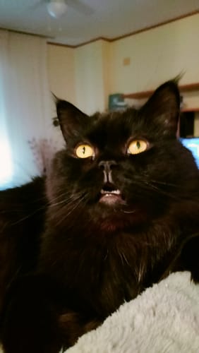 Customer photo review of Crocchette gatto formula Pesce Azzurro dell'Oceano Pacifico e Mirtilli