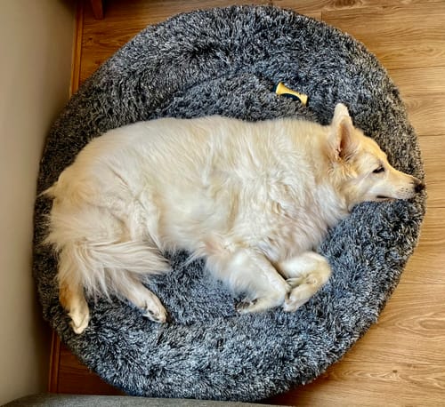 Customer photo review of PaWz Premium Calming Pet Bed with Removable Cover