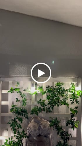 Customer video review of Plug-In Festoon Bulb String Lights 50cm Bulb Spacing - Traditional Bulbs, White