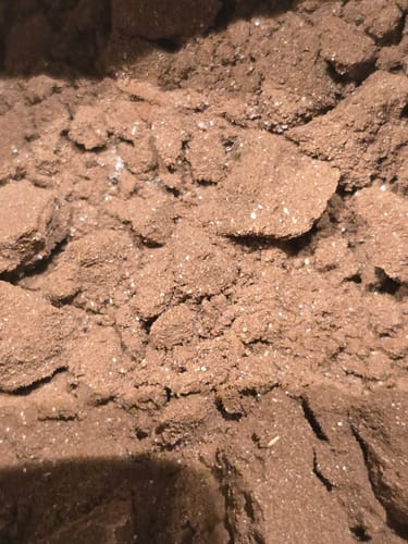 Customer photo review of rainbow dust