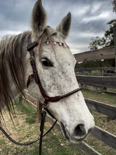 Customer photo review of Braided sidepull