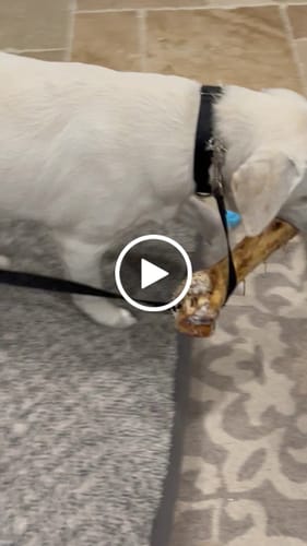 Customer video review of Ostrich Hip Bone (12" x 5"x 3”): The Durable, Flavor-Packed Chew for Medium & Large Dogs