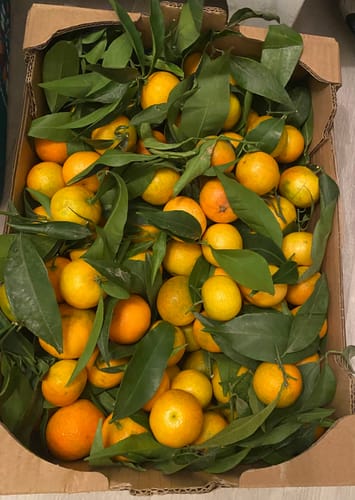 Emilie C. review of Clémentines Bio - Origine Corse image 1 out of 1