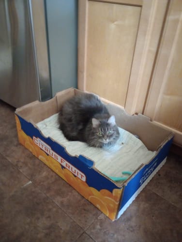 Customer photo review of Natural Hyperthyroidism Support Formula for Cats, 300 Pellets, 30-Day Supply