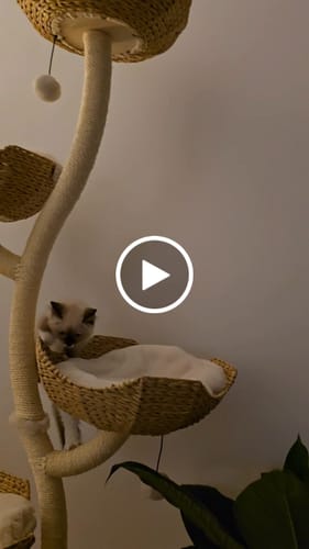 Customer video review of MICHU Ivy Cat Tower Deluxe 4-Tier Designer Tall Cat Tree
