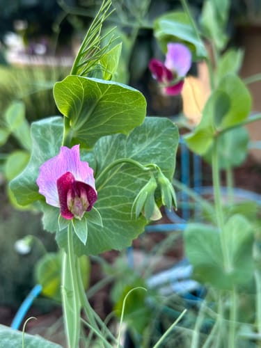 Customer photo review of Sugar Magnolia Snap Pea Seeds