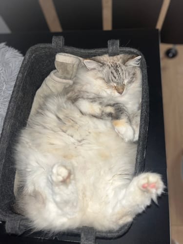 Avis photo d'un client sur Croquettes Chat Stérilisé Sans Céréales - Saumon