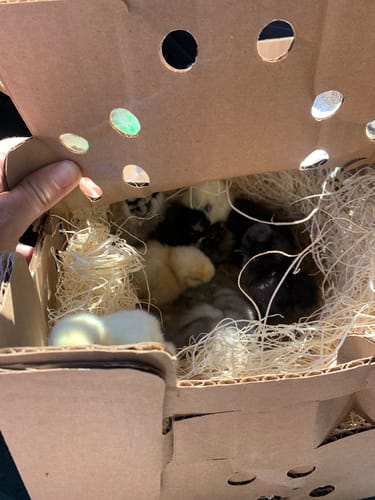 Customer photo review of Silkie Chick "Assorted Colors" (Unsexed)