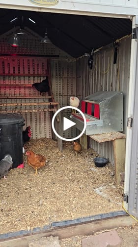 Customer video review of Medium (34") Reversible Rollout Nest Box (Up to 32 Hens)