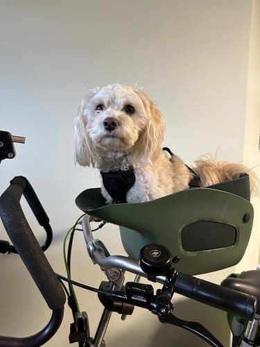 Customer photo review of Kvisp Dog Bike Carrier