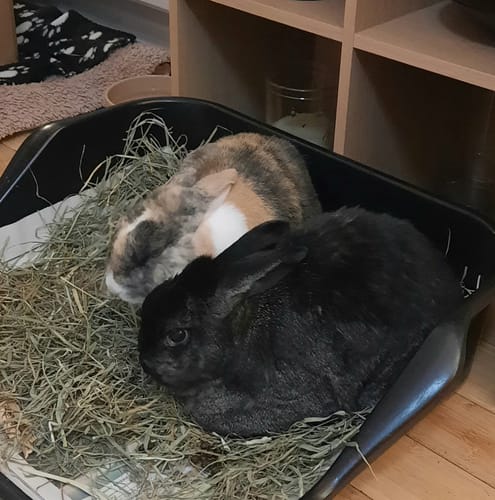 Customer photo review of Orchard Hay Box