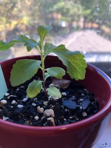 Customer photo review of Candy Stevia Seeds