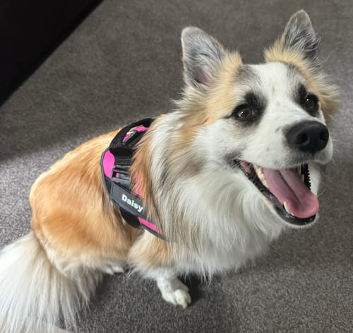 Customer photo review of No Pull Dog Harness Australia
